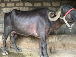 વેચવાની છે