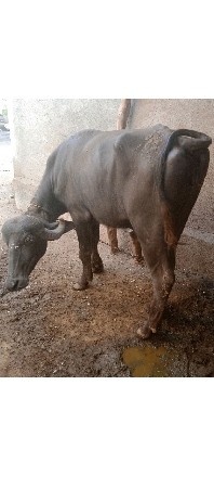ખડેલી સારી છે થઈ ગયું