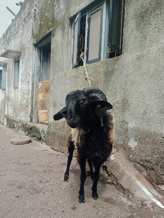 વેચવાનો છે 17 મહિનાનો છે