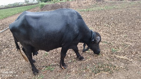ભેસ વેશવાની  છે