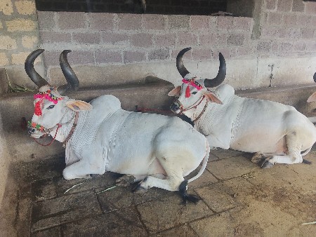 બળદ
