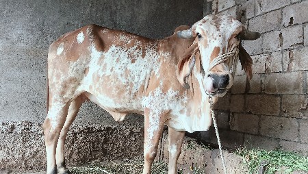 કાંબરી.હોડકી.વેચવાનુ.છે