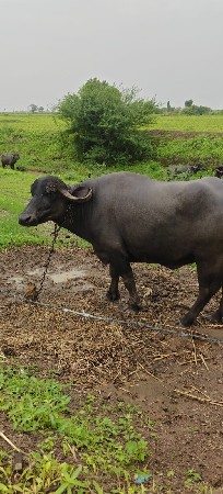 ભેંસ વેચવાની છે.