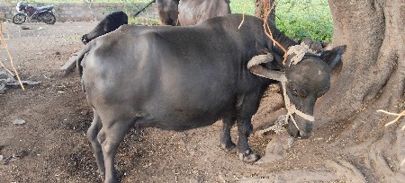 Bhains vechwani se