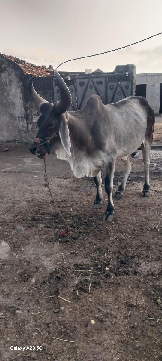 બળદ વેચવાનો છે