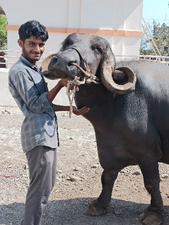 લેવેશ માટે મડો