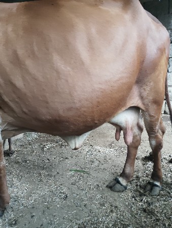 ગાય વેચવાની છે ચોથું વેતર