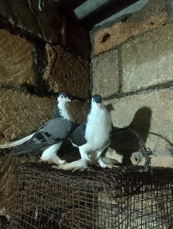 1 જોડી સીરાજી 1 જોડી મુખી