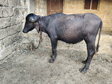 જાફરાબાદી ખડેલી વેચવાની છે.