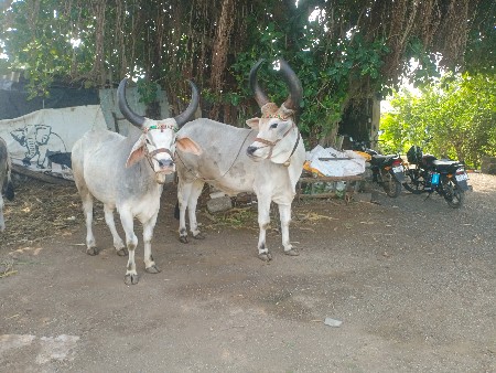બળદ