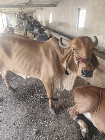 ગાય વેચવા ની છે