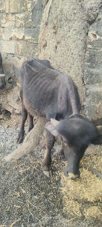 પાડી વેચવાની છે