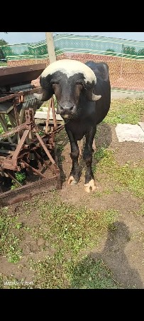 આ પાડો વેચવાનો છે
