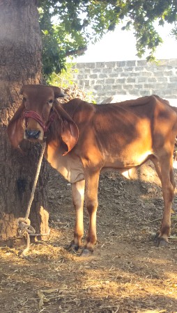 3 વાછડી આપવાની છે