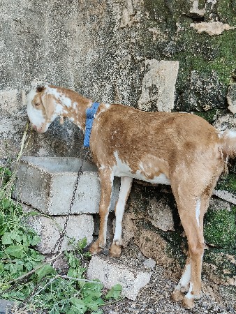 પતીરી બકરી