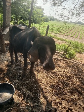 2 ભેસુ વેચવી 4/10 કાચી કીમત 240