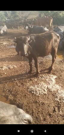 બની પાડી વેચવાની છે