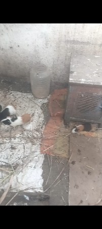 ગીનીપીક કબૂતર ના સાટામાં આપવાના છે