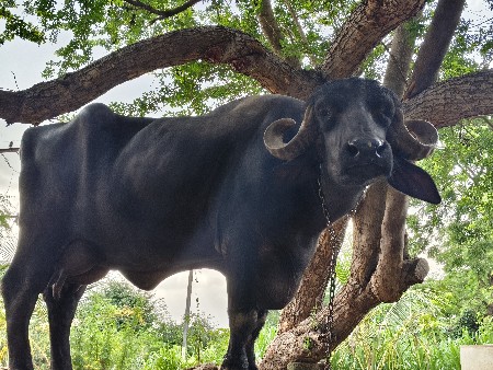 ભેંશ