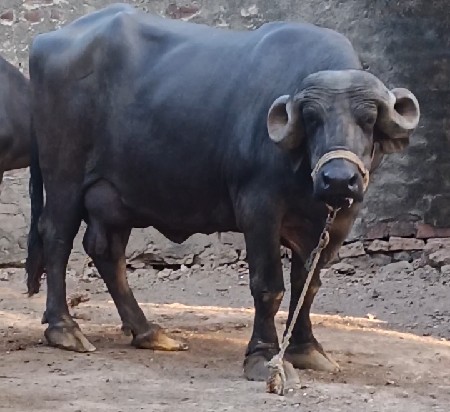 3 જુવેતર