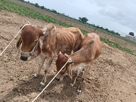 આ બે વેચવાના છે