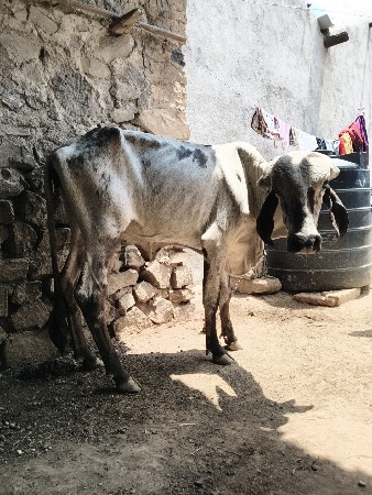 આ વાછરડી વેચવાની છે