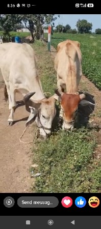 રેડવેતા complet