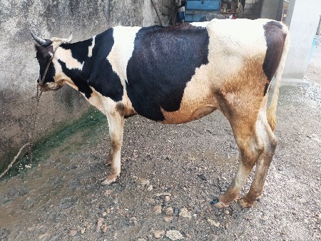 ઓરિજનલ hf હોડકી વેચવાની છે