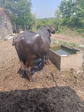 ભેંસ વેચવાની છે
