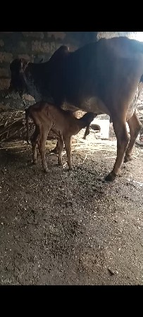 ૧ વેતર વીયની ૨૫ થયા ૪ લીટર દુ