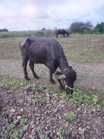 ખડેલીવેશવાનીસે