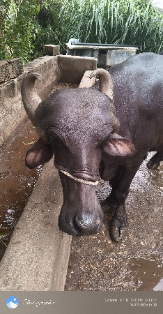 10 મહિનો સાલે છે