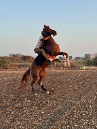 ઘોડીનાસાટાકરવાછે ઘોડીસીવાયકાયનોહાલે