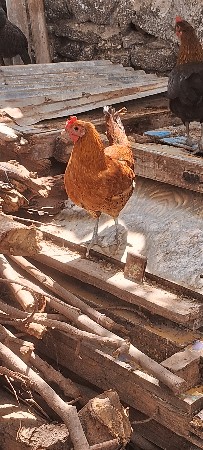 દેસી કુકઙી