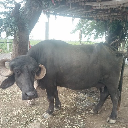 ભેંસ વેચવાની છે