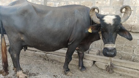 ભેંસ વેચવાની છે