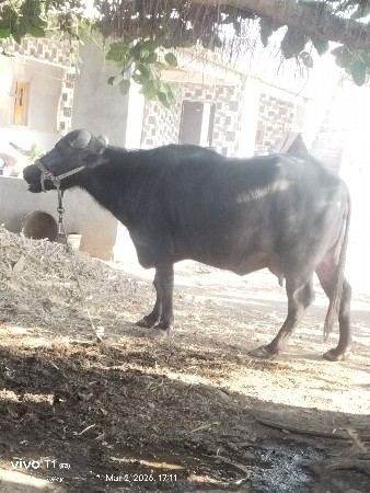 vechavani chhe