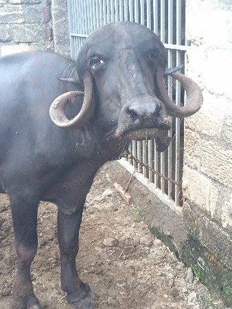 પેલુ વેતર વેશવાની