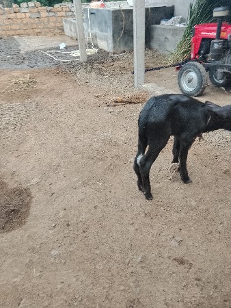 ખડેલી વેચવાની