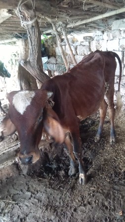 શંકર ખુટ વેચવાનો છે