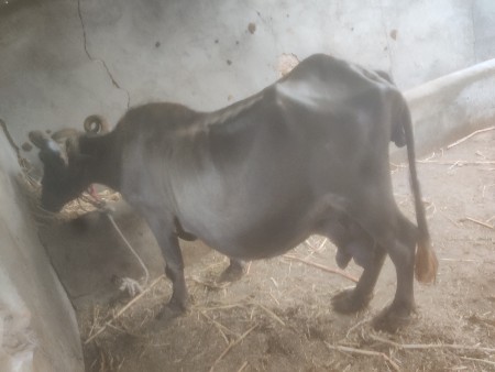 1 .5 mahinani gabhan se
