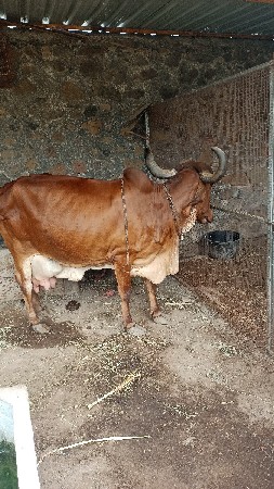 ગાય વેચવાની છે