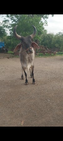 બળદ વેચવાનો છે