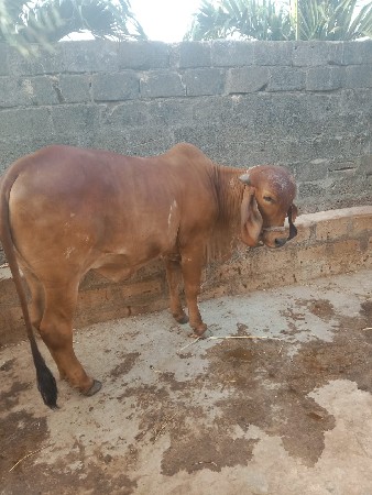 ગાય વેચવાની છે