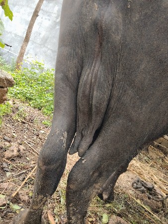 2 વેતર ભેંસ બેસવાની સે
