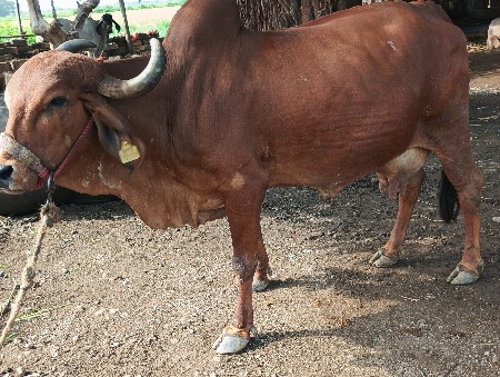ગાય વેસવાની છે