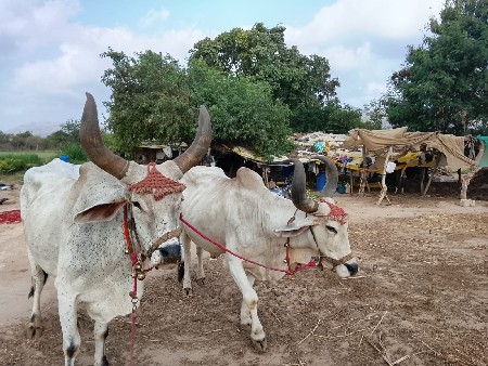 ચાર ધરના બળદ
