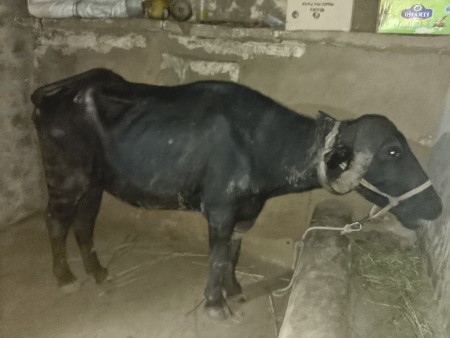 ખડેલી બેસવાની સે