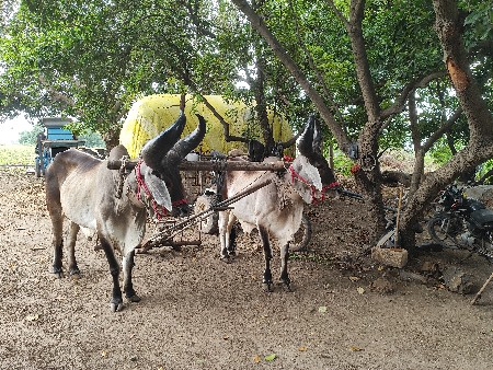 બળદ વેચવા ના છે