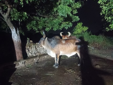 બળદ વેચવાના છે